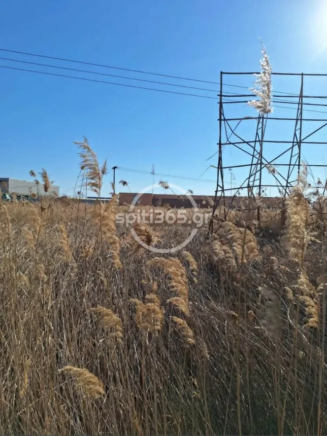 Προνομιακό αγροτεμάχιο άρτιο και οικοδομήσιμο. — φωτογραφία 4